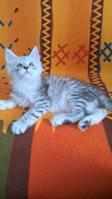 Kocurek z rodowodem FPL