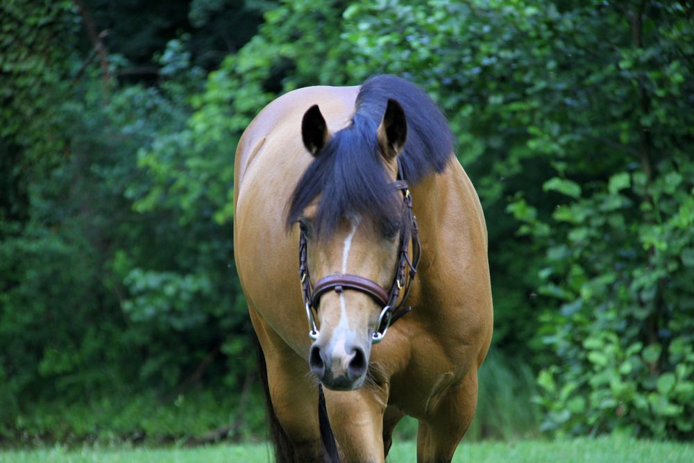 Zloty Attila  kuc DRP 145 cm Stanowka