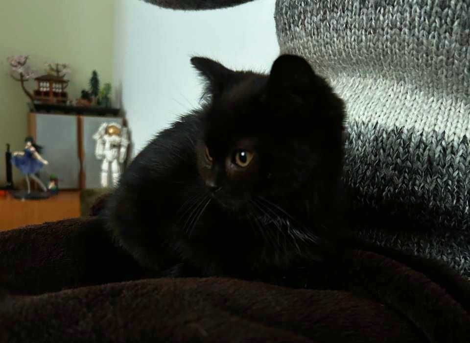 Чорне кошеня хлопчик з незалежним характером 3 місяці