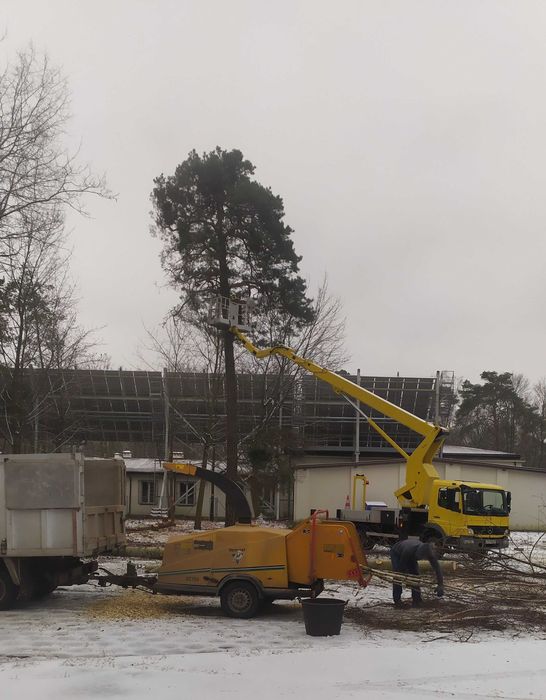 Karczowanie działek Legionowo | Wycinka drzew | Frezowanie pni