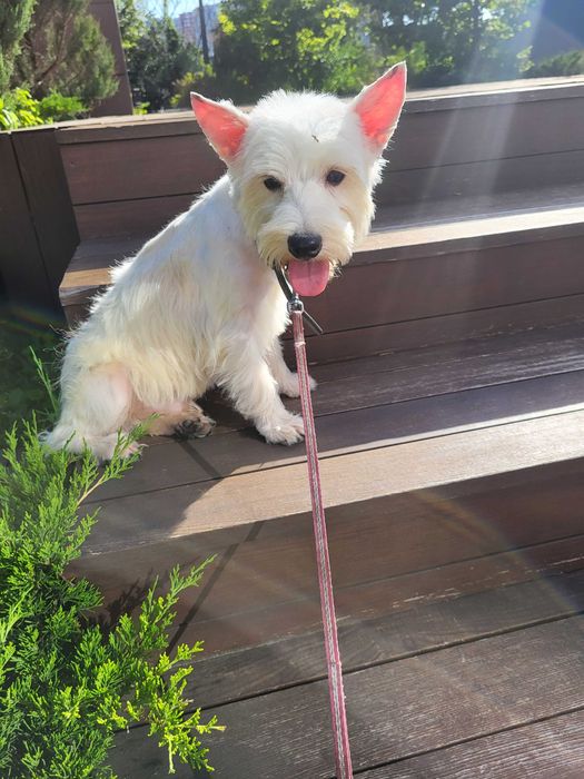 Цуценя West Highland White Terrier/ Вест Хайленд Уайт Терр'єр