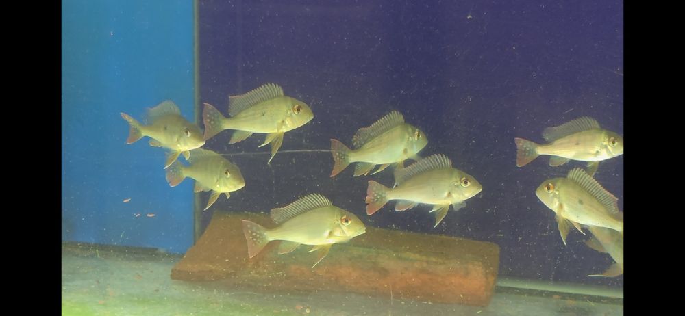 Geuphagos surinamensis