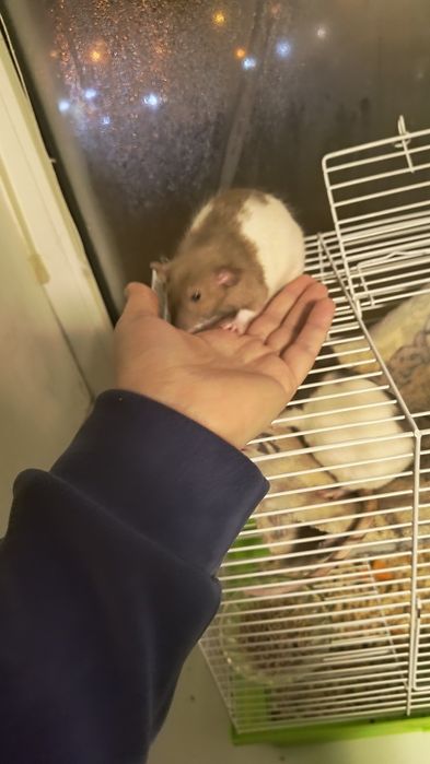 Крыса, клетка для крыс+подарок