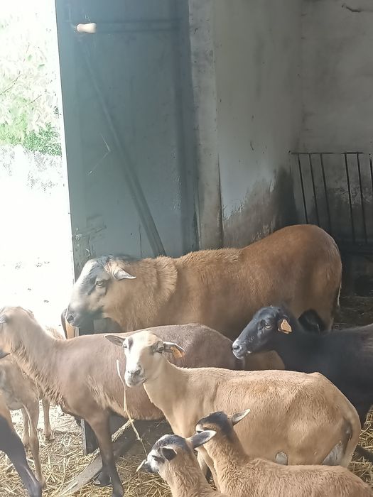 Owce kameruńskie baran