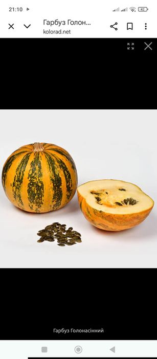 Посівне насіння голонасіного гарбуза