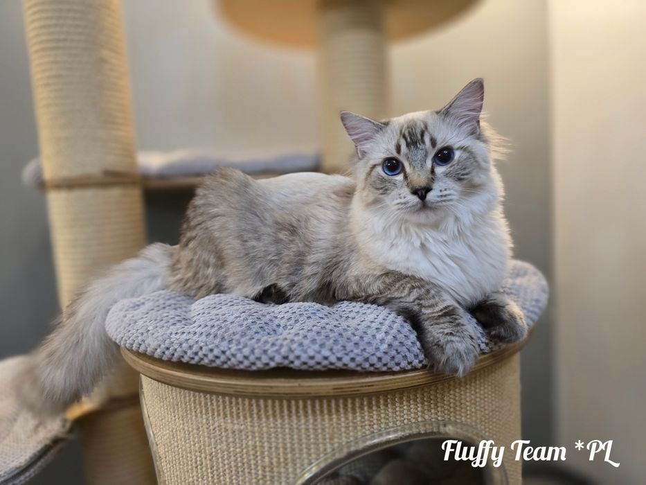 Kocurek Ragdoll Harley