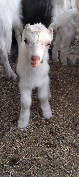 Козлята, козлики.