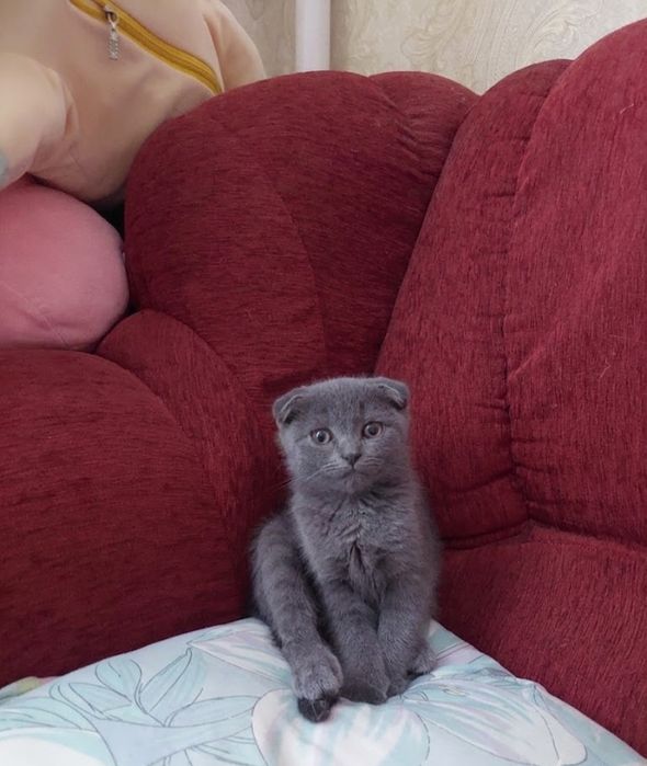 Шотландська висловуха дівчинка