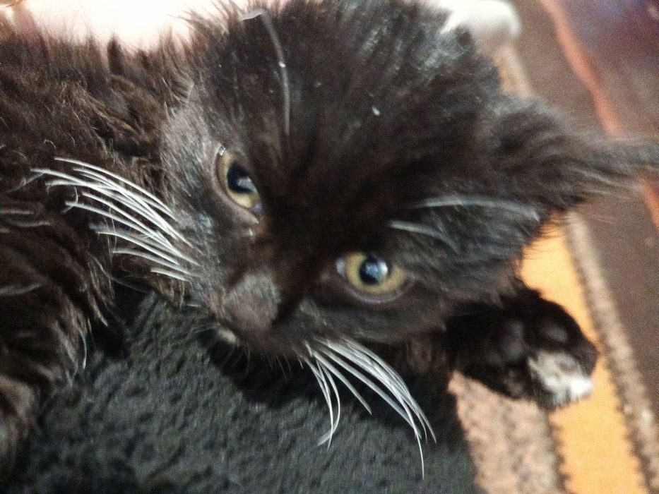 Чарівні братик і сестричка шукають люблячу родину ..