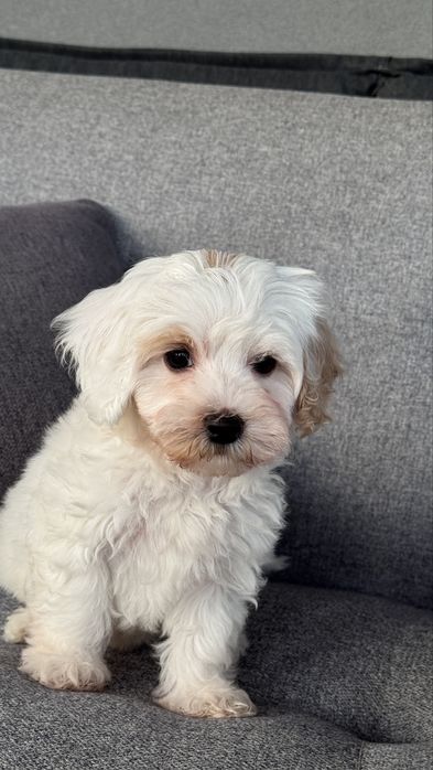 Цуценята Мальтіпу