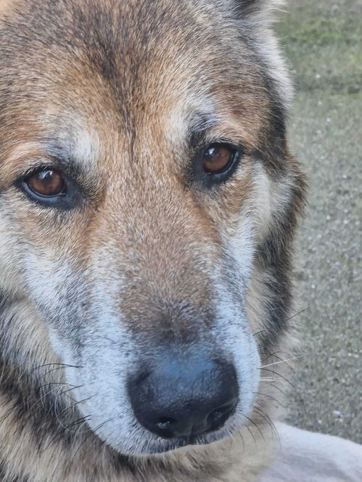 Cão Para Adoção Responsável