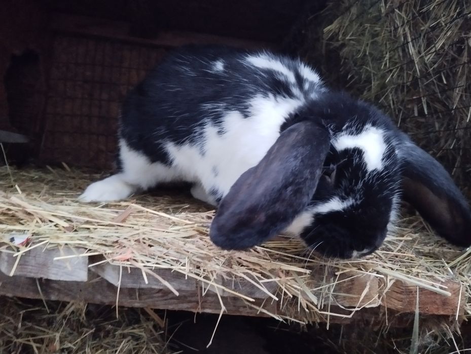 Продам самку французький баран