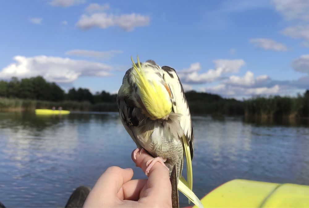 Papugi nimfy, ręcznie karmione, super oswojone