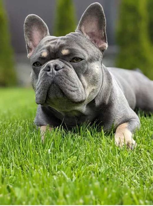 buldog francuski samczyk CUDOWNE szczenię + paszport