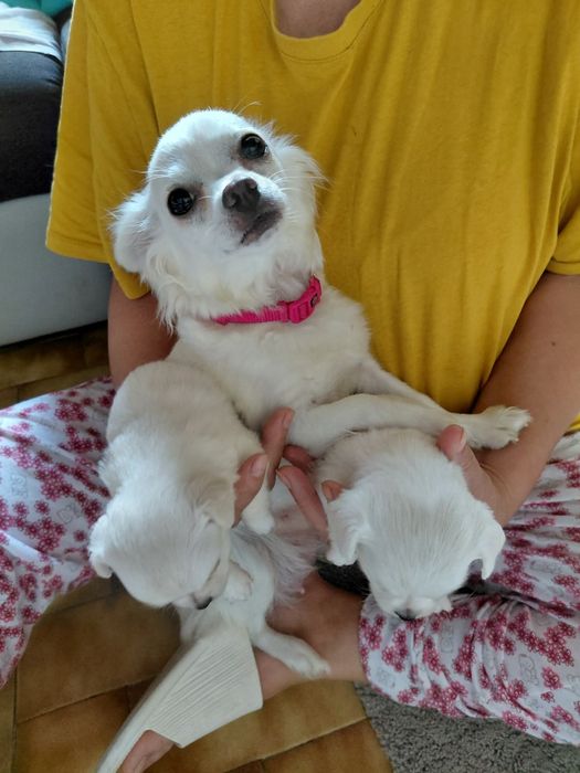 Chihuahua pelo longo  femea branca