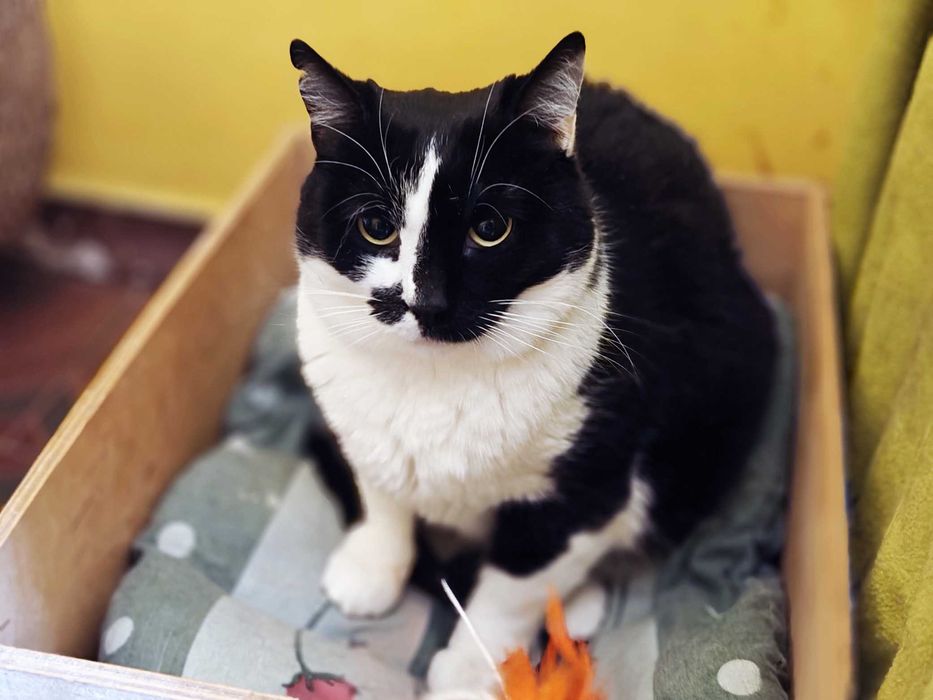 Учтивая красавица кошечка Кенди 1,5 год ждет свою семью