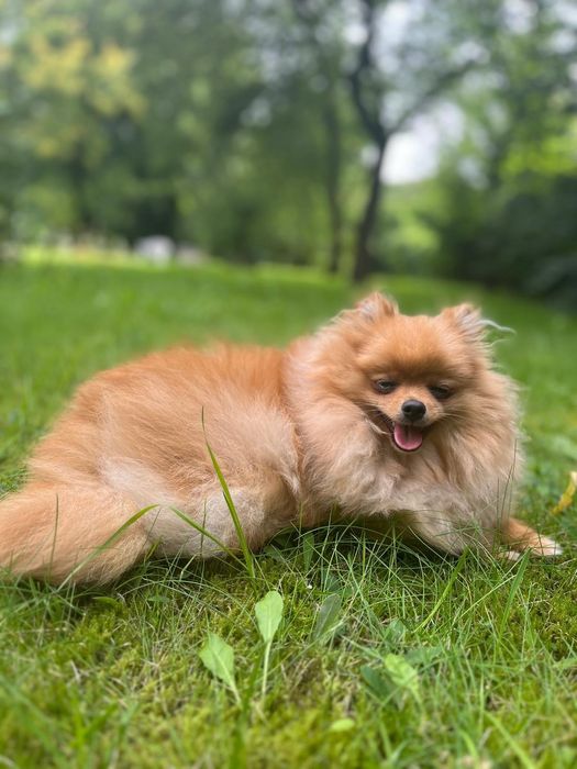 Продається дівчинка померанського шпіца