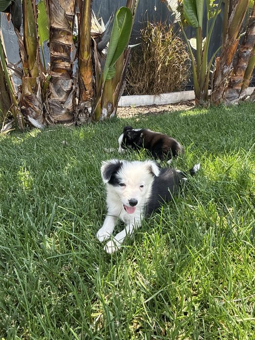 Border Collie Preto e branco machinho