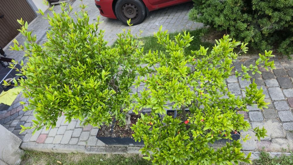 Granat - dwa drzewka