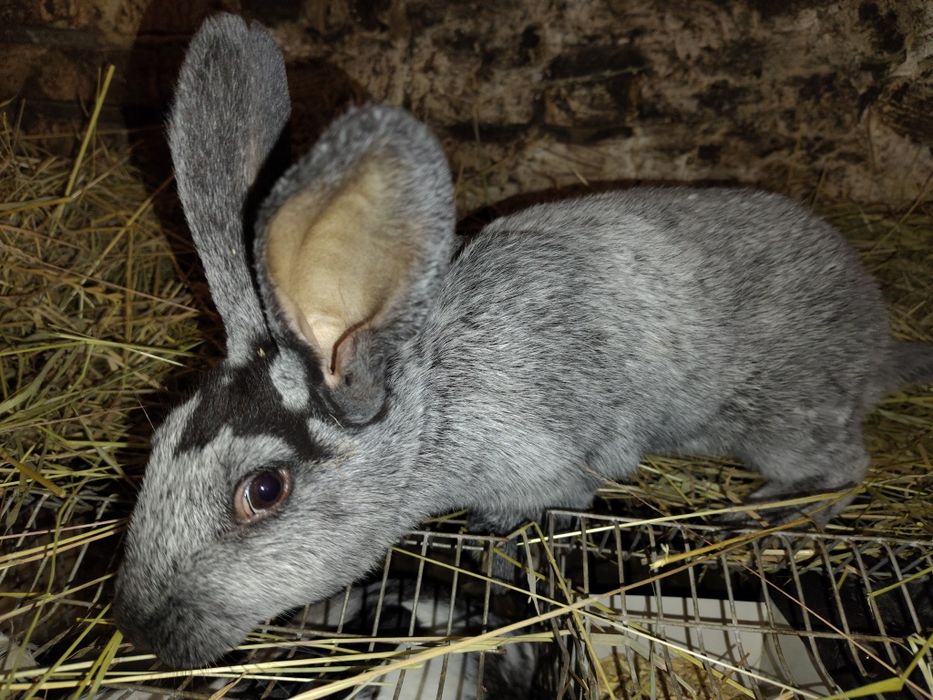 Кролики кролі,самець Полтавське срібло