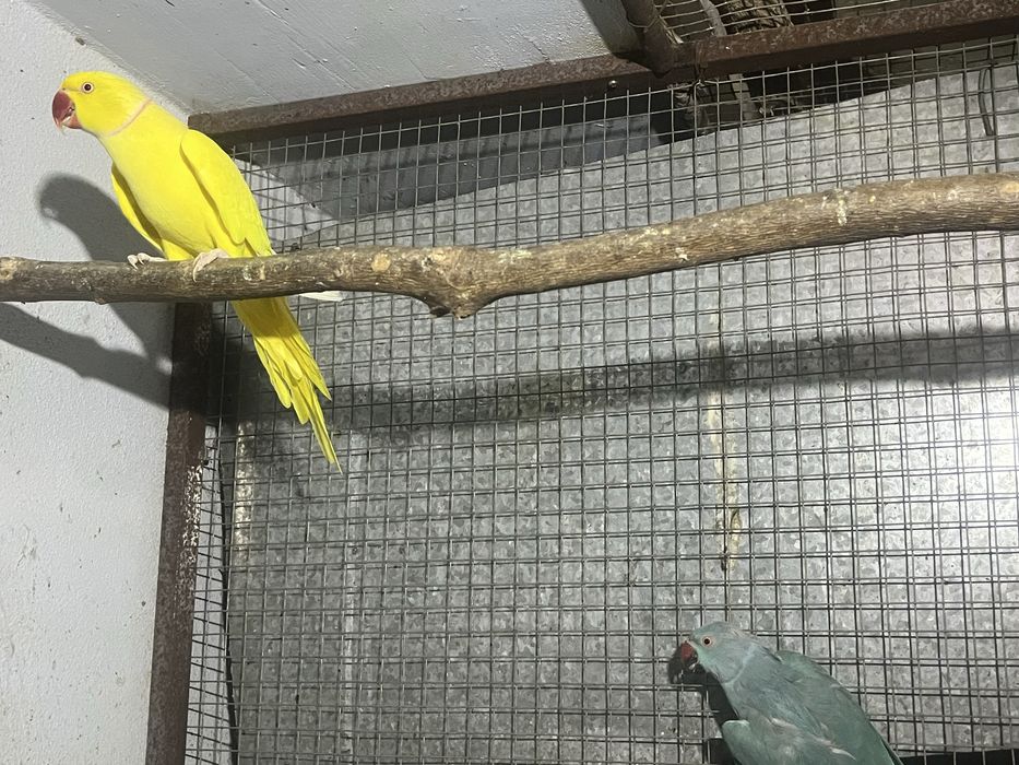 Ring neck várias cores