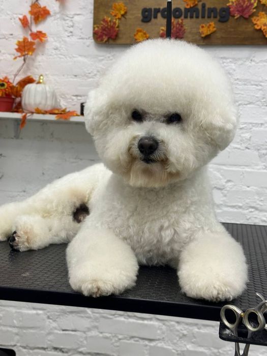 Вязка Бишон-Фризе мальчик