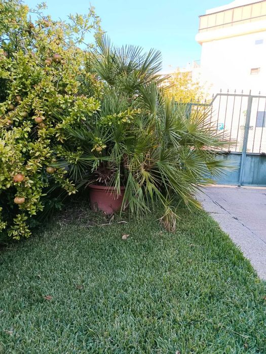 Palmeira-anã Chamaerops humilis adulta
