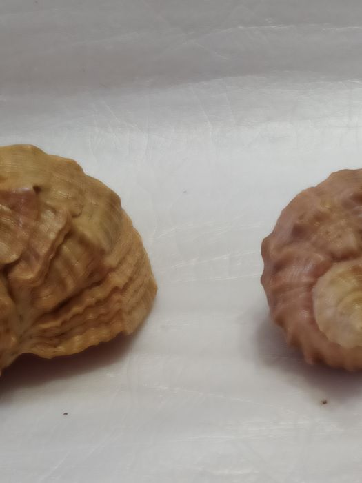 Морские ракушки.