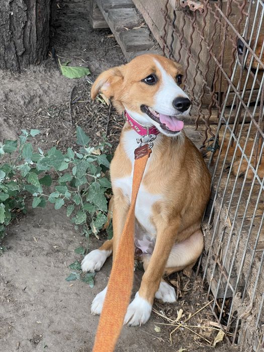 Щенке Мира ищет семью