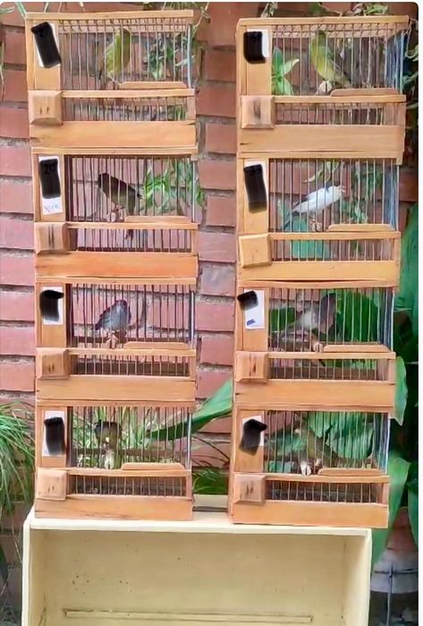 Canario timbrado español Foe, linha de concurso