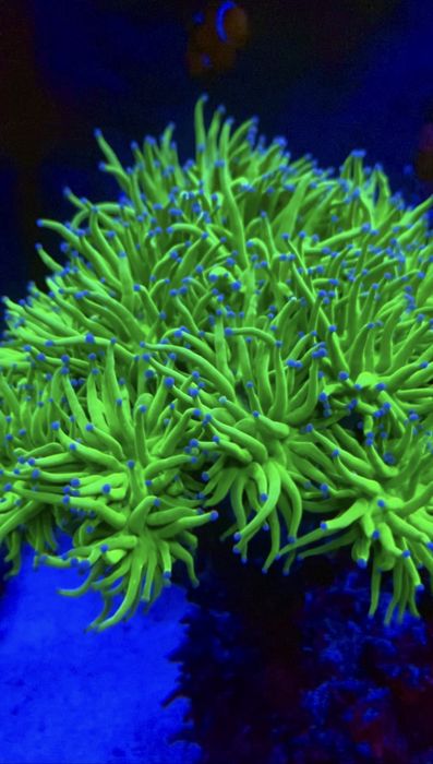 Морские кораллы