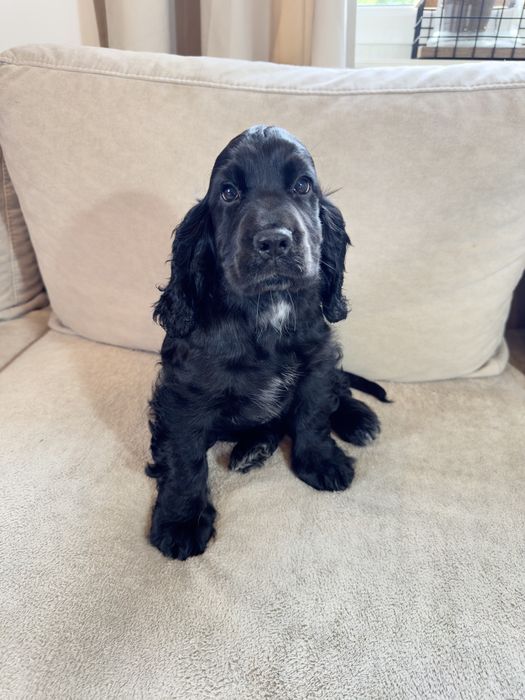 Rezerwacja - RUBY - suczka Cocker Spaniel Angielski