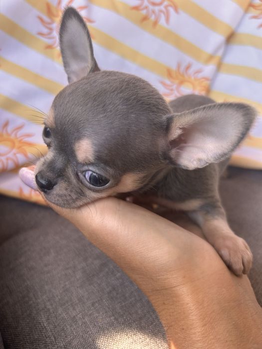 *GOTOWY DO ODBIORU*Niebieski samiec chihuahua