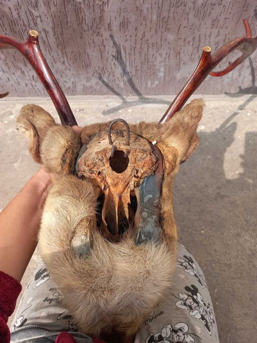 Продам шикарну голову оленя