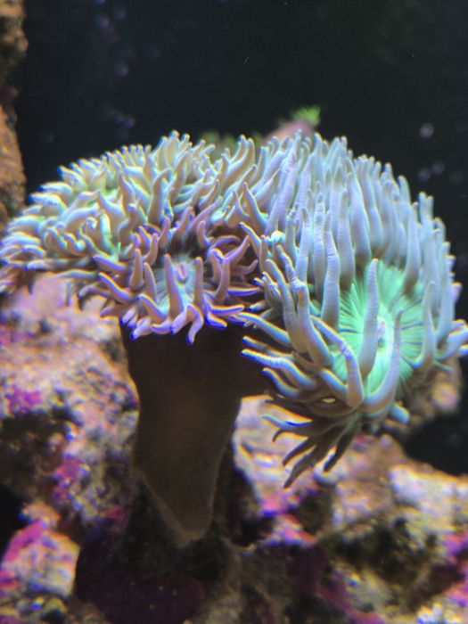 Duncanopsammia axifuga Dunka koralowiec LPS akwarium morskie