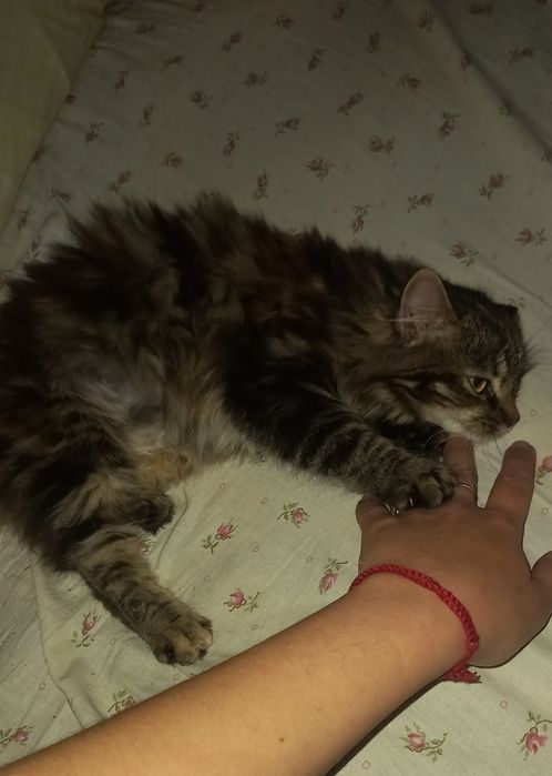 Кішечка стерелізоівана безкоштовно в добрі руки