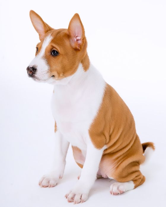 Щенок басенджи девочка 2024