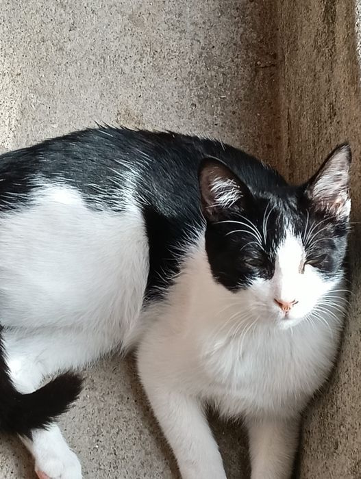 gato jovem para adoção responsável