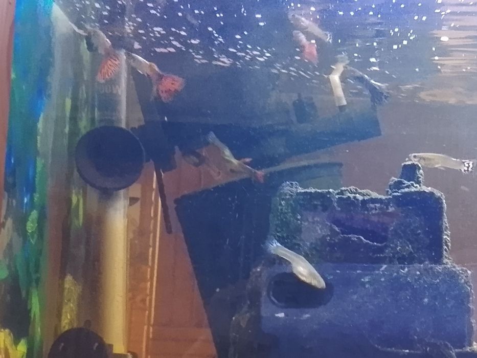 Sprzedaż rybek gupików