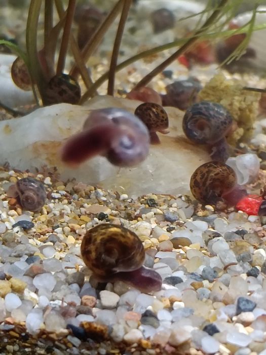 Planorbis para Aquário – Pack 20 unidades | 5€ (Azuis, Castanhos e Laranja)