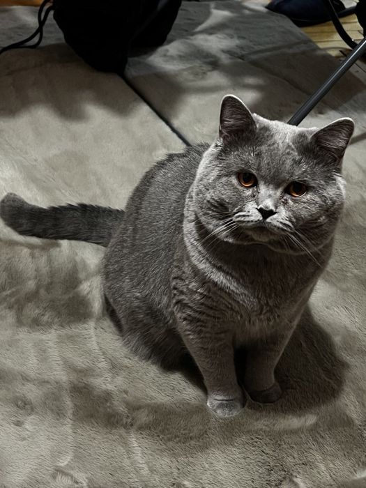 Котик для вʼязки, британець