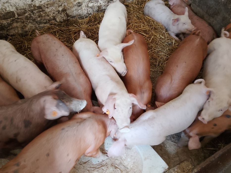 Prosiaki 17 sztuk duże
