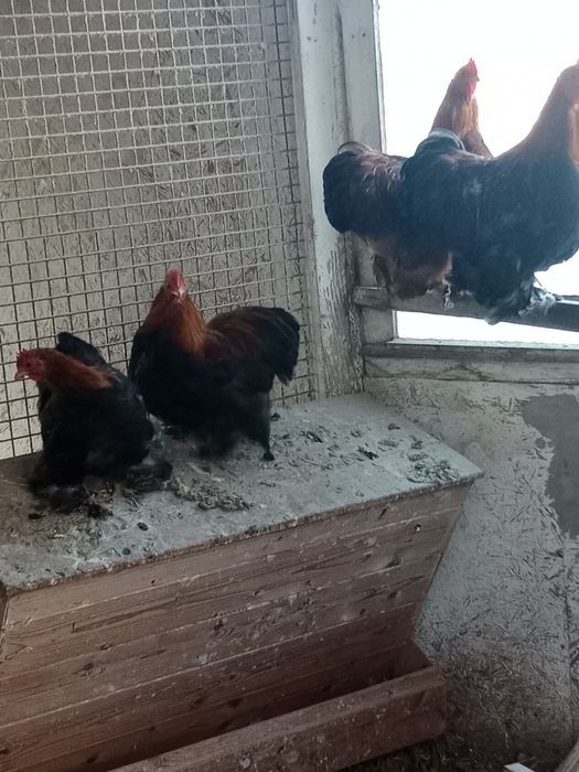 Koguty kochinki miniatura