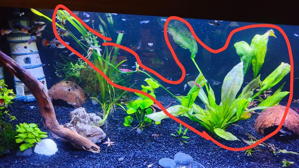 Duża roślina akwariowa