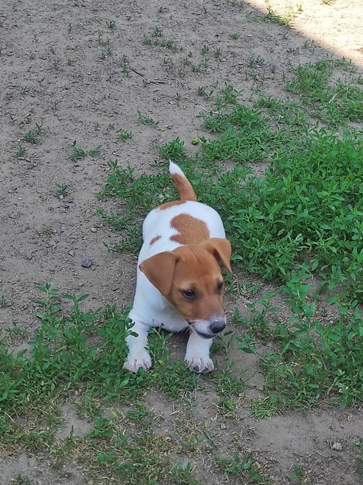 Щенки Джек Рассел мальчики