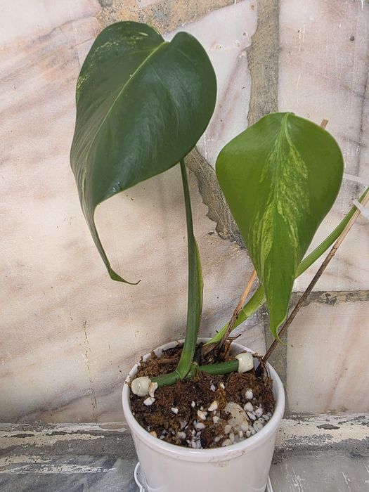 Monstera Aurea var