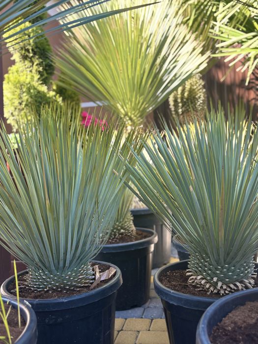Piekna YUCCA ROSTRATA *różne wysokości*