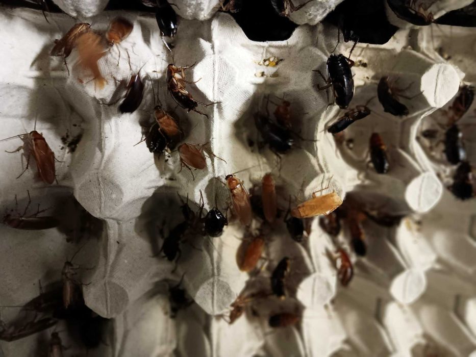 Sprzedam karaczany tureckie