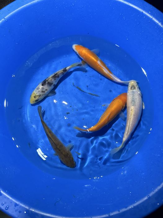 Variedades de carpas koi