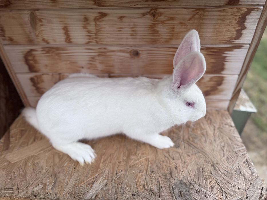 Kroliki Termondzkie,króliki Termondzkie  samce samiczki